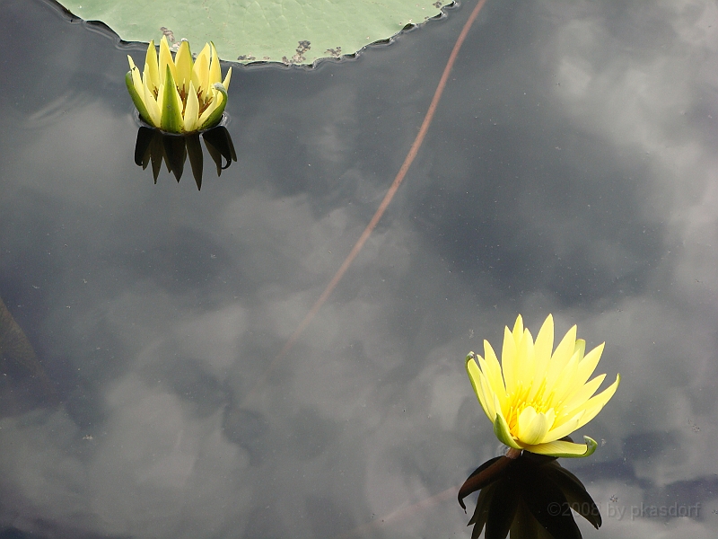 271 Longwood Gardens [2008 August 23].JPG - Longwood Gardens in Pennsylvania